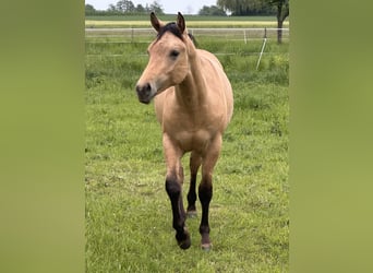 American Quarter Horse, Stallone, 1 Anno, 152 cm, Pelle di daino