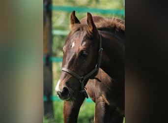 American Quarter Horse, Stallone, 1 Anno, 152 cm, Sauro scuro