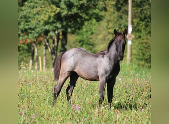 American Quarter Horse, Stallone, 1 Anno, 153 cm, Roano blu