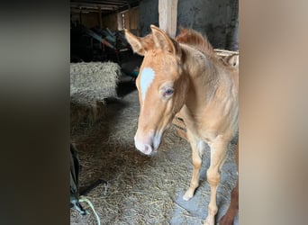American Quarter Horse, Stallone, 1 Anno, 154 cm, Champagne