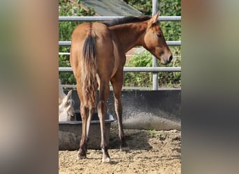 American Quarter Horse, Stallone, 1 Anno, 154 cm, Falbo