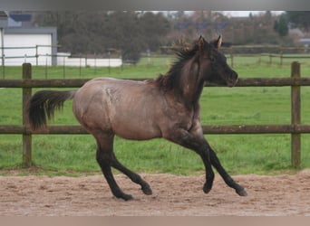American Quarter Horse, Stallone, 1 Anno, 154 cm, Grullo