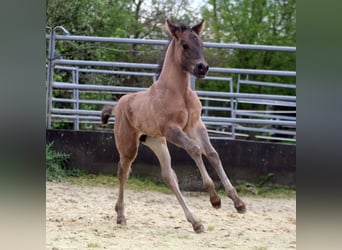 American Quarter Horse, Stallone, 1 Anno, 154 cm, Grullo