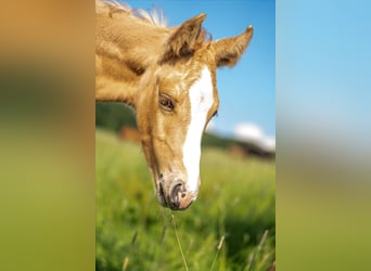 American Quarter Horse, Stallone, 1 Anno, 154 cm, Palomino