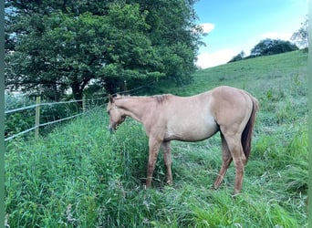 American Quarter Horse, Stallone, 1 Anno, 154 cm, Red dun