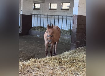 American Quarter Horse, Stallone, 1 Anno, 154 cm, Red dun