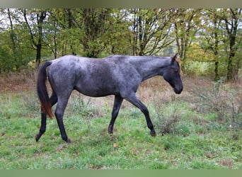American Quarter Horse, Stallone, 1 Anno, 154 cm, Roano blu