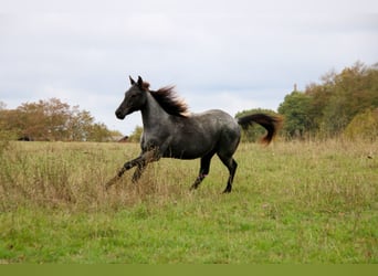 American Quarter Horse, Stallone, 1 Anno, 154 cm, Roano blu
