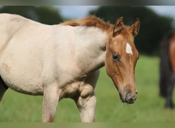 American Quarter Horse, Stallone, 1 Anno, 154 cm, Roano rosso