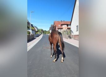 American Quarter Horse, Stallone, 1 Anno, 155 cm, Baio