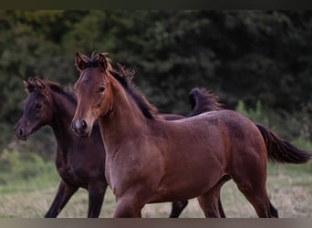 American Quarter Horse, Stallone, 1 Anno, 155 cm, Baio roano