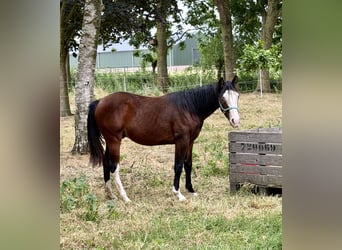 American Quarter Horse, Stallone, 1 Anno, 155 cm, Baio scuro