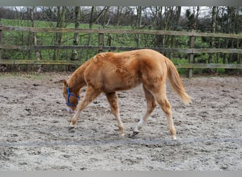 American Quarter Horse, Stallone, 1 Anno, 155 cm, Champagne