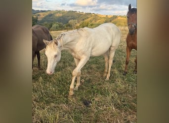 American Quarter Horse Mix, Stallone, 1 Anno, 155 cm, Champagne