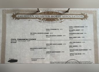 American Quarter Horse Mix, Stallone, 1 Anno, 155 cm, Champagne