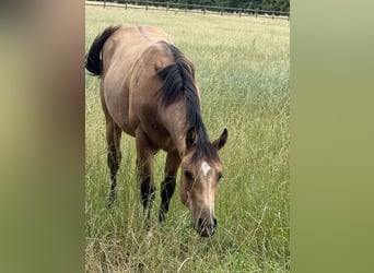 American Quarter Horse, Stallone, 1 Anno, 155 cm, Pelle di daino