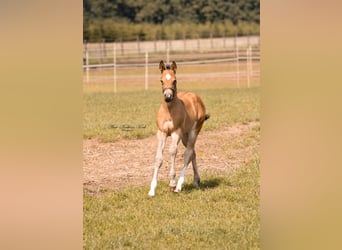 American Quarter Horse, Stallone, 1 Anno, 155 cm, Pelle di daino