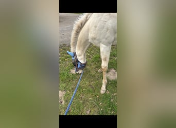 American Quarter Horse, Stallone, 1 Anno, 155 cm, Perlino