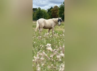 American Quarter Horse, Stallone, 1 Anno, 155 cm, Perlino