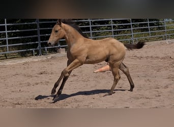 American Quarter Horse, Stallone, 1 Anno, 158 cm, Pelle di daino