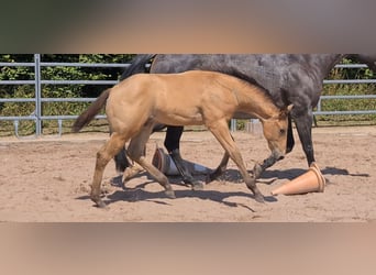 American Quarter Horse, Stallone, 1 Anno, 158 cm, Pelle di daino