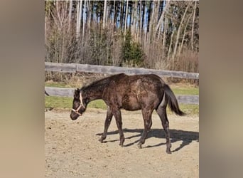 American Quarter Horse, Stallone, 1 Anno, 158 cm, Roano blu