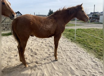 American Quarter Horse, Stallone, 1 Anno, 159 cm, Sauro scuro