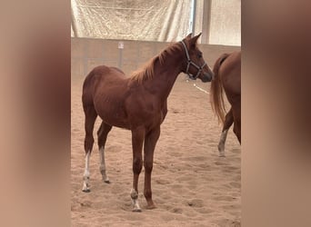 American Quarter Horse, Stallone, 1 Anno, 160 cm