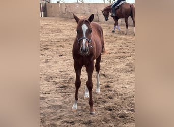 American Quarter Horse, Stallone, 1 Anno, 160 cm, Sauro