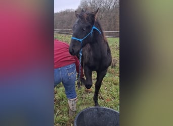 American Quarter Horse, Stallone, 1 Anno, 162 cm, Morello