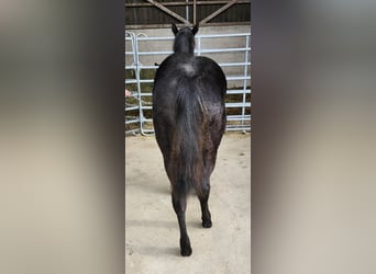 American Quarter Horse, Stallone, 1 Anno, 162 cm, Morello