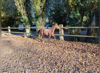 American Quarter Horse, Stallone, 1 Anno, Baio