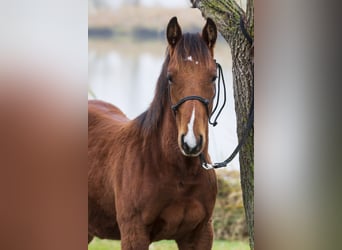American Quarter Horse, Stallone, 1 Anno, Baio ciliegia