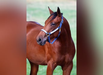 American Quarter Horse, Stallone, 1 Anno, Baio