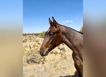 American Quarter Horse, Stallone, 1 Anno, Baio roano