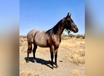 American Quarter Horse, Stallone, 1 Anno, Baio roano