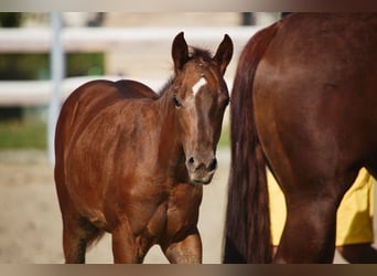 American Quarter Horse, Stallone, 1 Anno, Baio scuro