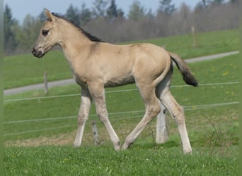 American Quarter Horse, Stallone, 1 Anno, Grullo