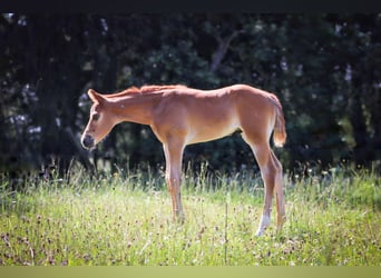 American Quarter Horse, Stallone, 1 Anno