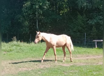 American Quarter Horse, Stallone, 1 Anno, Palomino