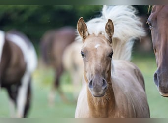 American Quarter Horse, Stallone, 1 Anno, Palomino