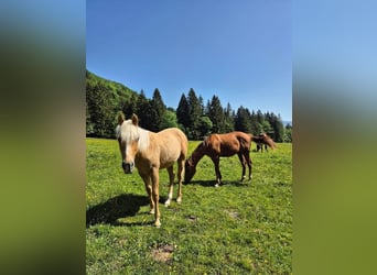 American Quarter Horse, Stallone, 1 Anno, Palomino
