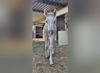 American Quarter Horse, Stallone, 1 Anno, Palomino
