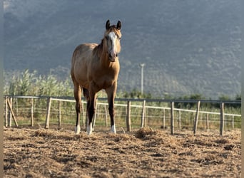 American Quarter Horse, Stallone, 1 Anno, Pelle di daino