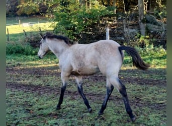 American Quarter Horse, Stallone, 1 Anno, Pelle di daino