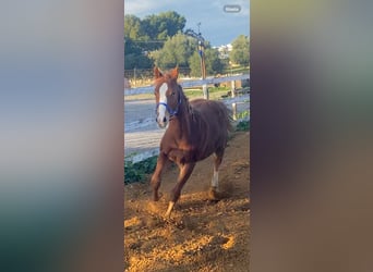 American Quarter Horse, Stallone, 1 Anno, Red dun