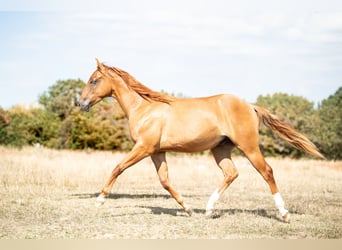 American Quarter Horse, Stallone, 1 Anno, Red dun