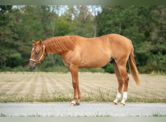 American Quarter Horse, Stallone, 1 Anno, Red dun