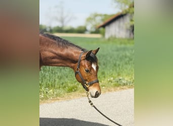 American Quarter Horse, Stallone, 1 Anno