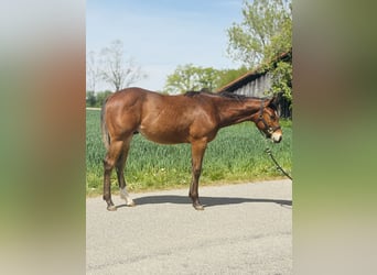 American Quarter Horse, Stallone, 1 Anno
